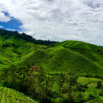 BOH Tea Plantation panview