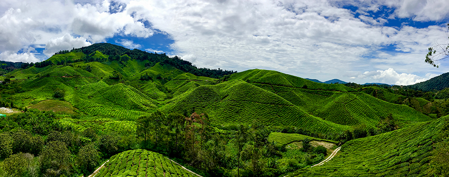 BOH Tea Plantation panview