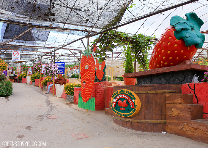 Cameron Highland Agro Tourism | Strawberry Farm