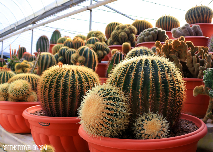 Cameron Highland Cactus Farm