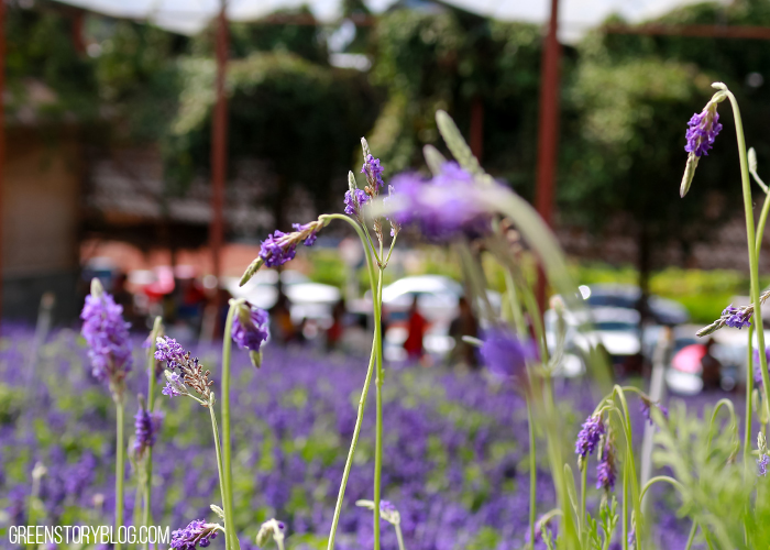 Cameron Highland Lavender Farm